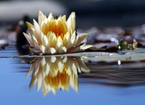 Flower_reflection