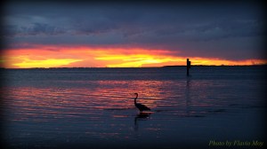 Heron