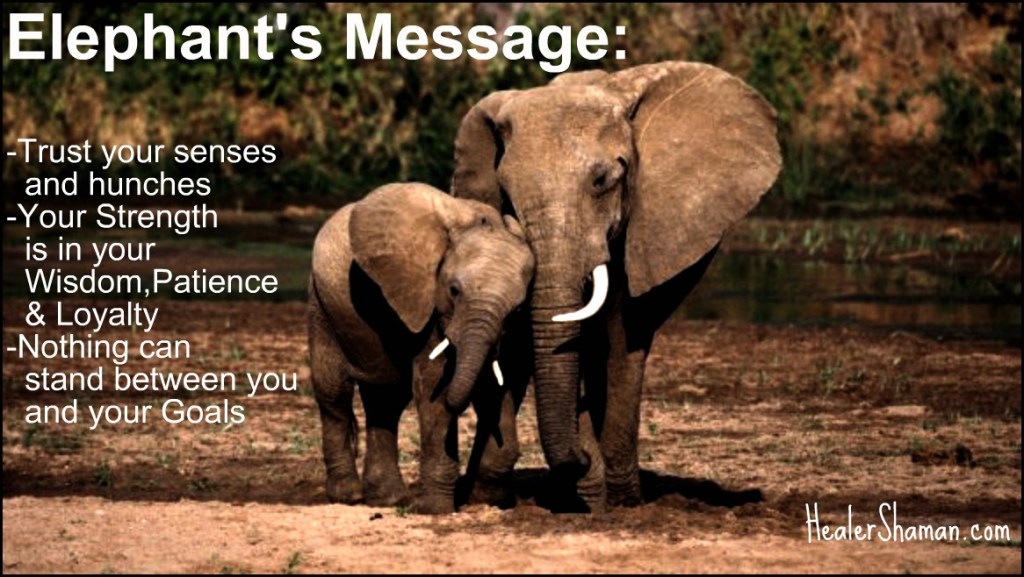 Elephant Message