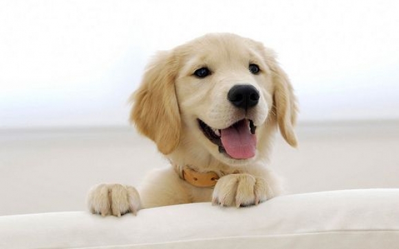 Happy-puppy