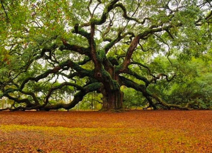 Oak Tree