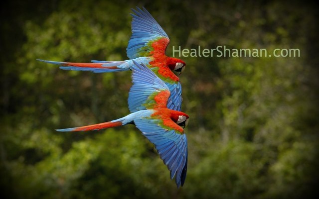 CommunicationHealerShaman