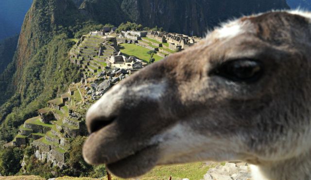 LLama in Machu Picchu, Photo by Flavio Moy, HealerShaman.com