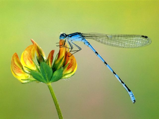 blue-dragonfly