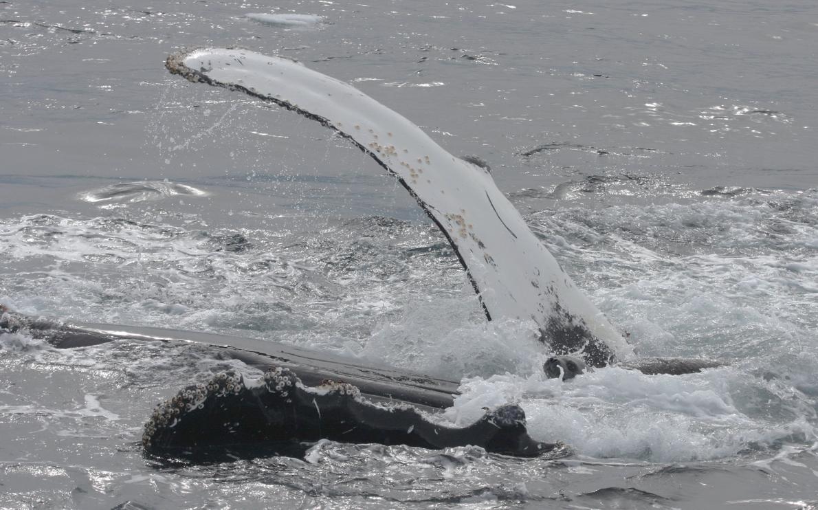02humpbackwhales-adapt-1190-1