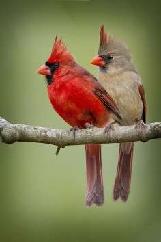 northern-cardinals-resized