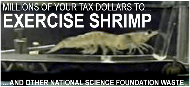 shrimp
