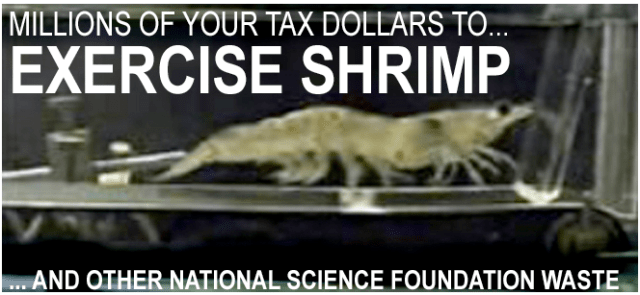 shrimp